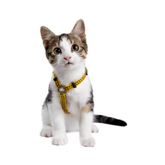 Collection image for: Katten Riemen & Halsbanden