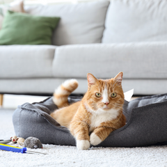 Collection image for: Katten Bedden & Manden