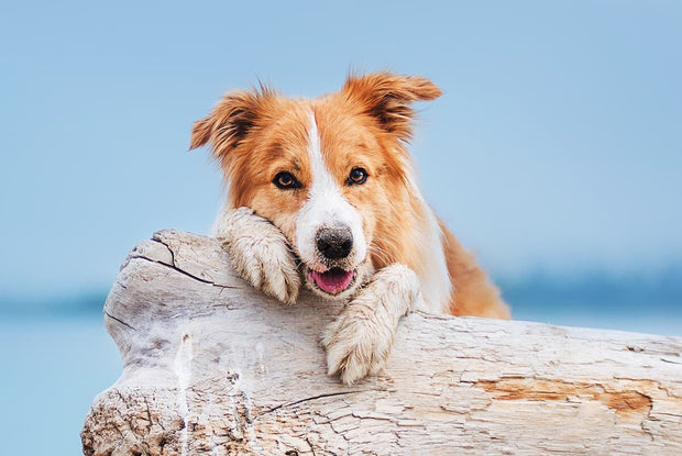 Banner image for: <h2>Honden</h2>