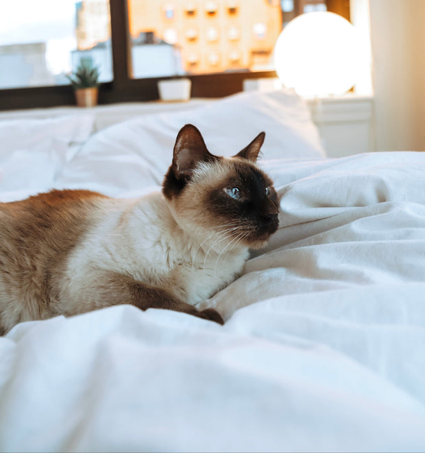 Banner image for: <h2>Katten</h2>