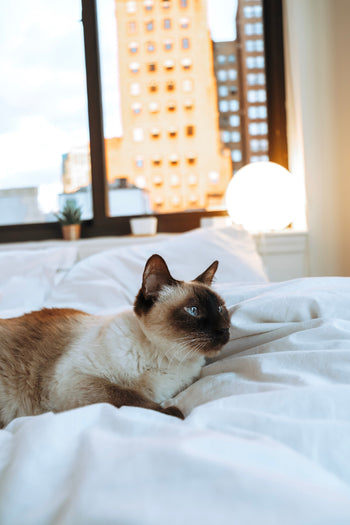 Katten