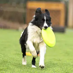 Honden Rubberen Vliegende Schijf