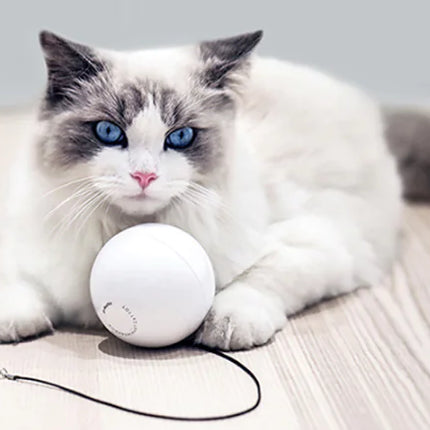 Cat Toy Wand - Essential Accessories for Cats