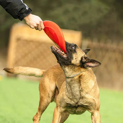 Honden Rubberen Vliegende Schijf