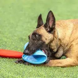 Honden Rubberen Vliegende Schijf