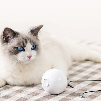 Cat Toy Wand - Essential Accessories for Cats